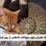 پاک کردن موی حیوانات خانگی از روی فرش